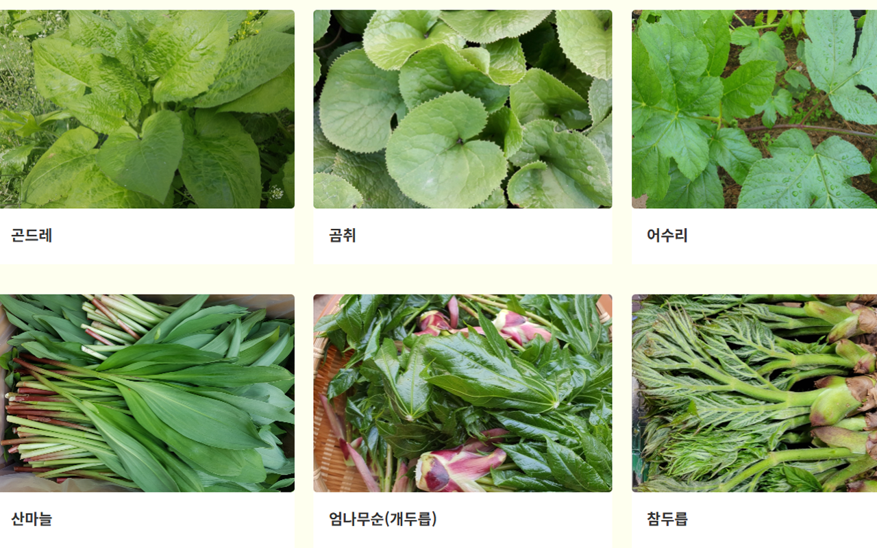 카지노 쿠폰