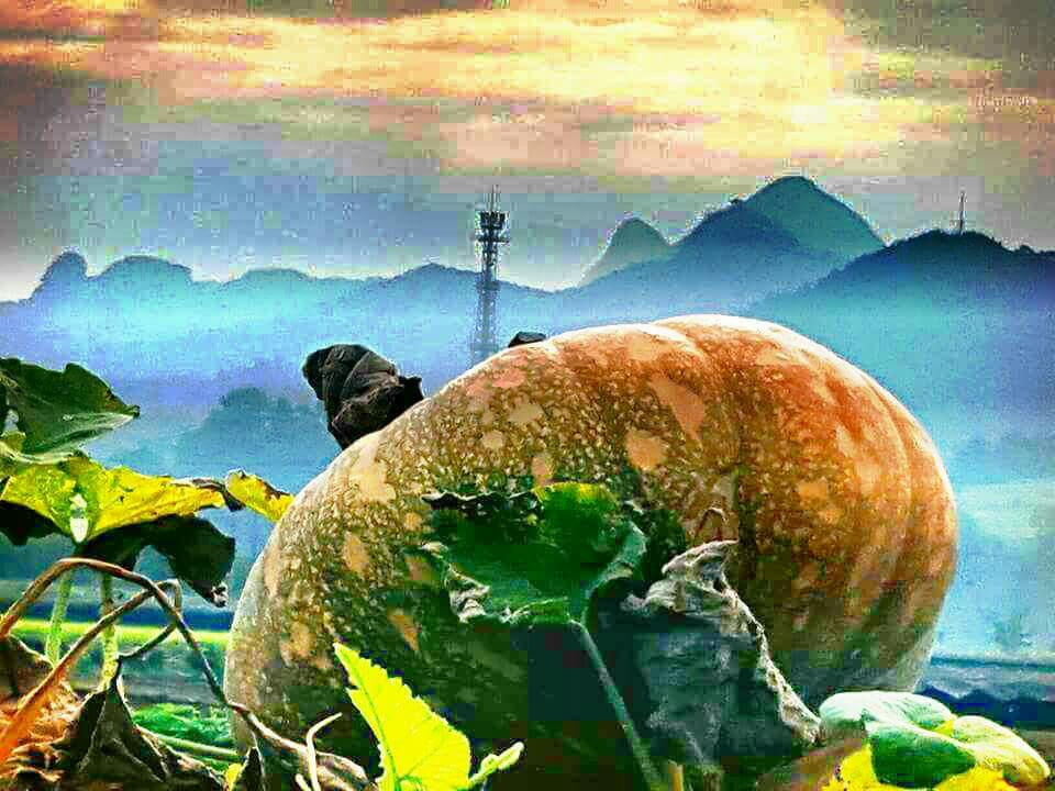 사고(事故)