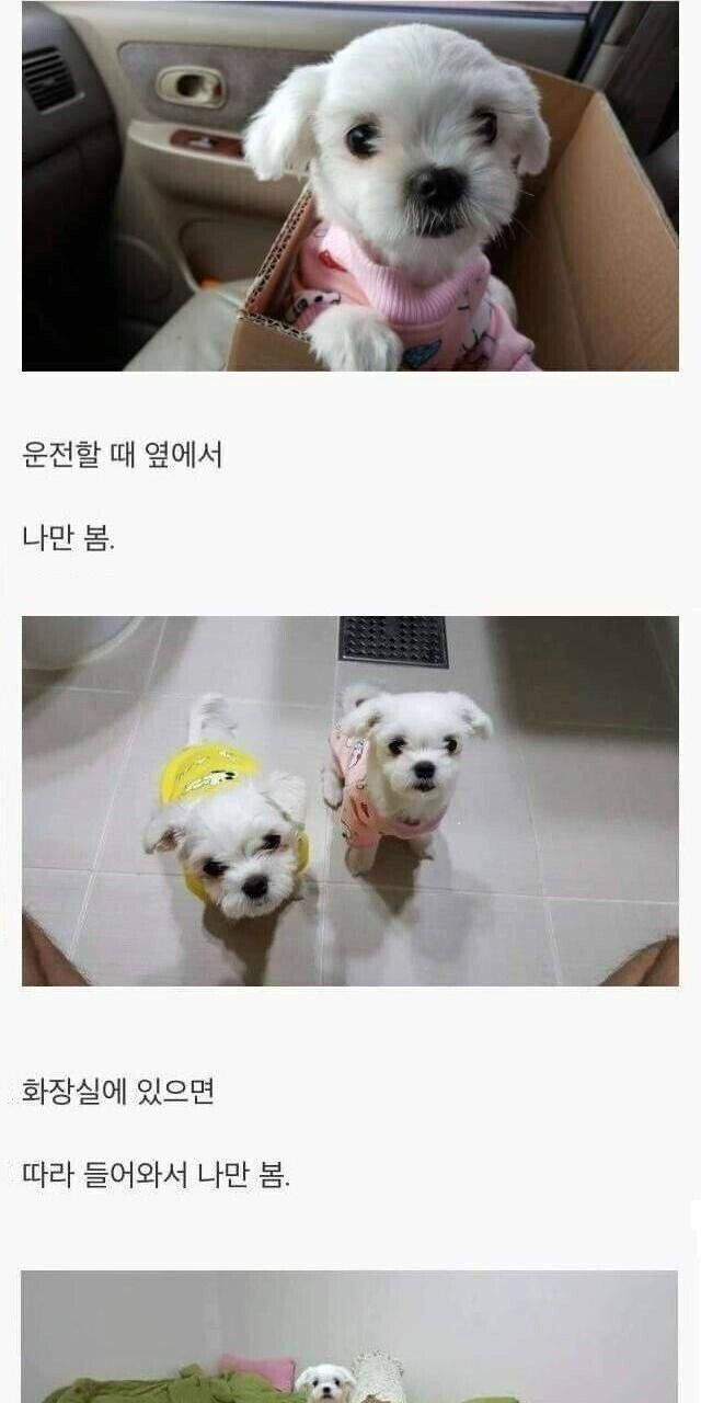 형님들이 댕댕이를 키워야하는 이유