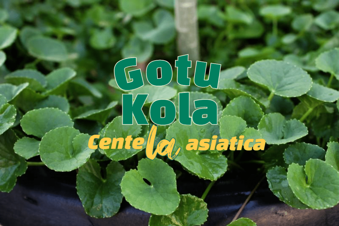 고투 콜라(Gotu Kola): 몸과 마음을 치유하는 자연의 선물 1 Gotu Kola