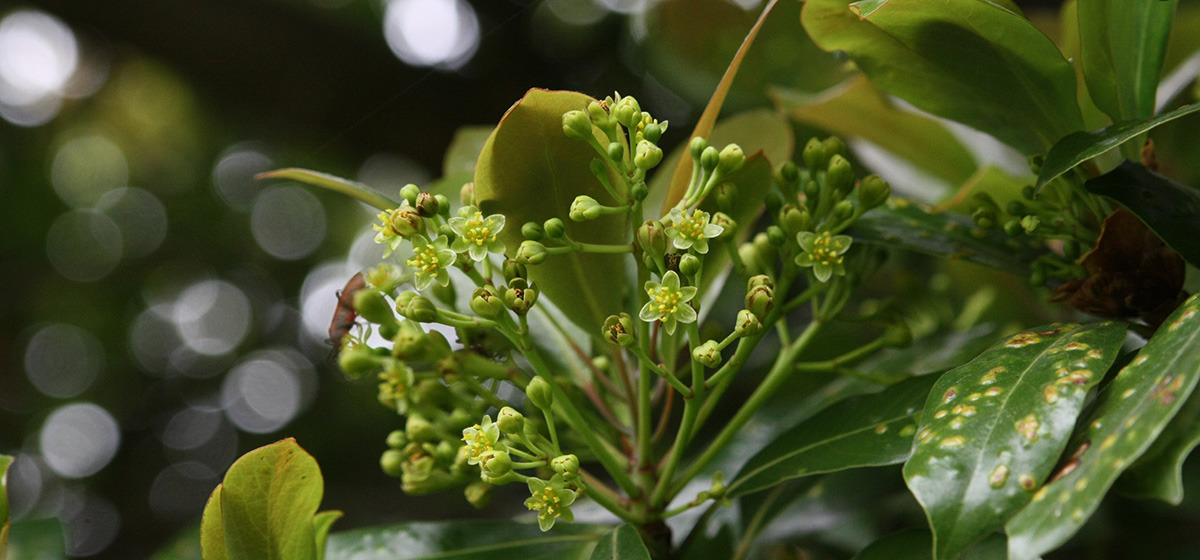 후박나무 (common machilus)