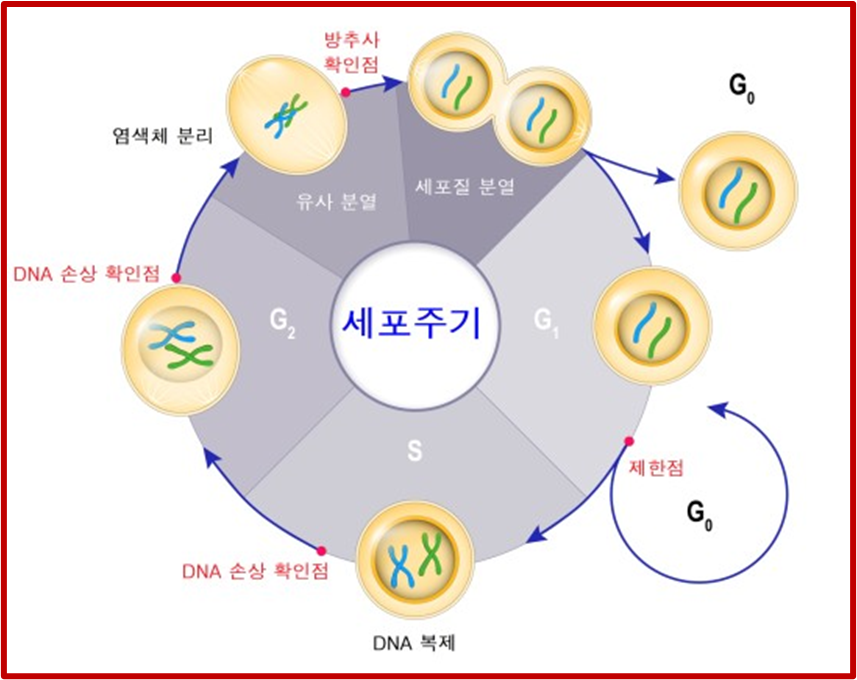인간의 건강을 좌우하는 인체의 기본 구성 세포 이야기