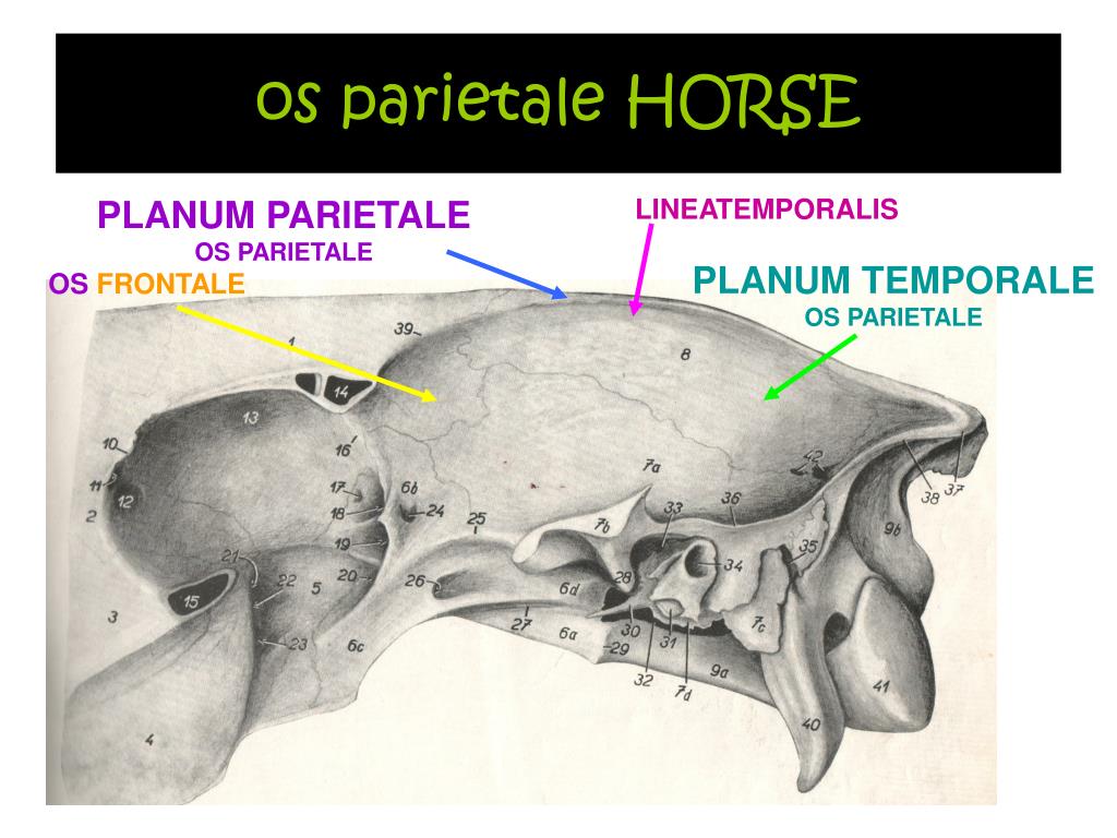 Planum temporale перевод. Планум темпорале. Planum temporale череп. Планум темпорале кость. Planum temporale анатомия.