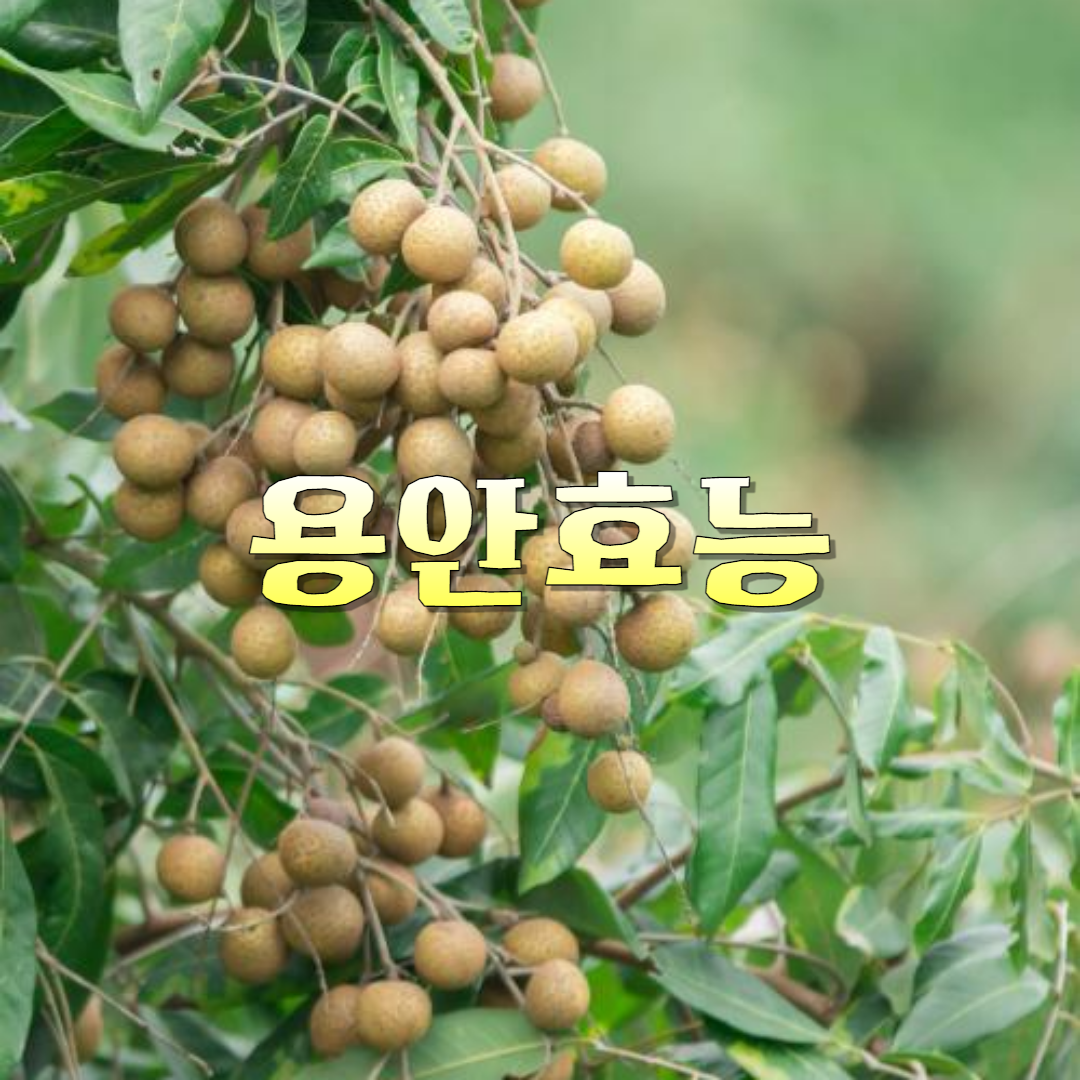 열대과일 용안 효능 영양성분 고르는 법 부작용