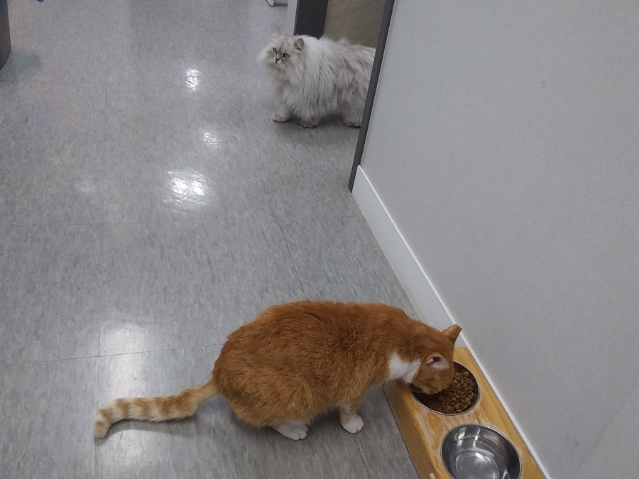 고양이전문 동물병원, 태능동물병원을 가다