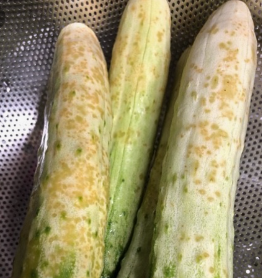 상한 오이 구별법과 오이의 효능, 오이 고르는 법 (오이 껍질 까만 점은?)