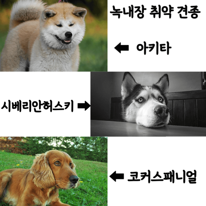 강아지의 녹내장: 원인과 증상 및 치료 2 녹내장-취약-견종