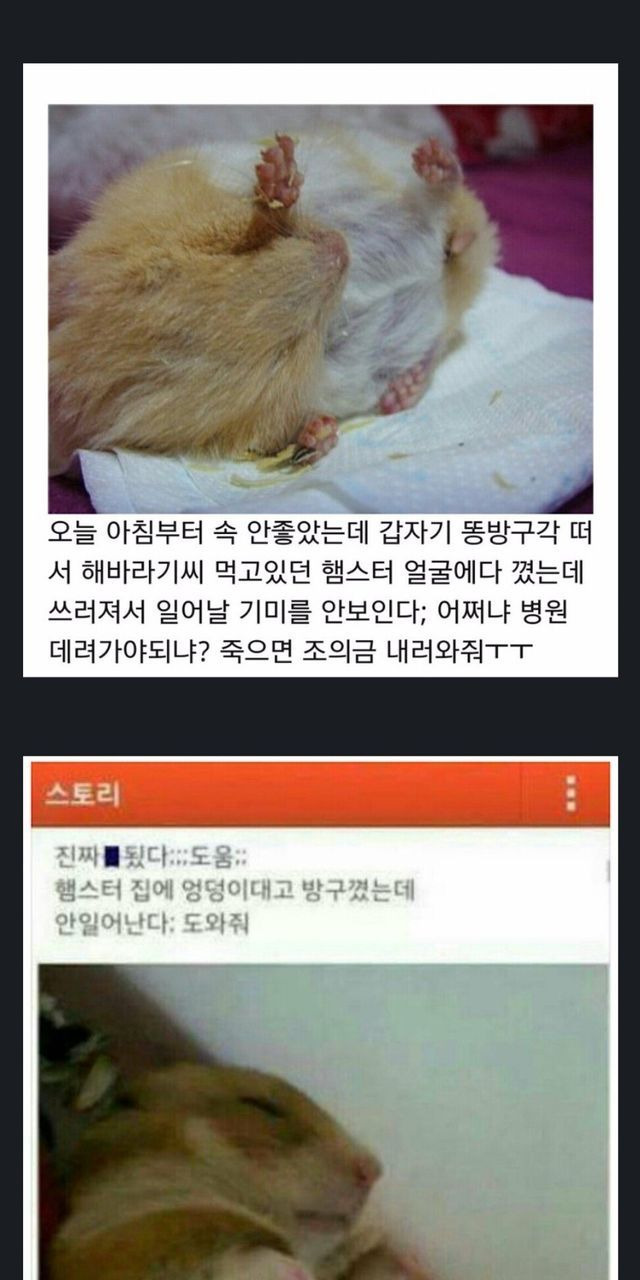 혐) 햄스터에게 방귀를 뀌면 안 되는 이유