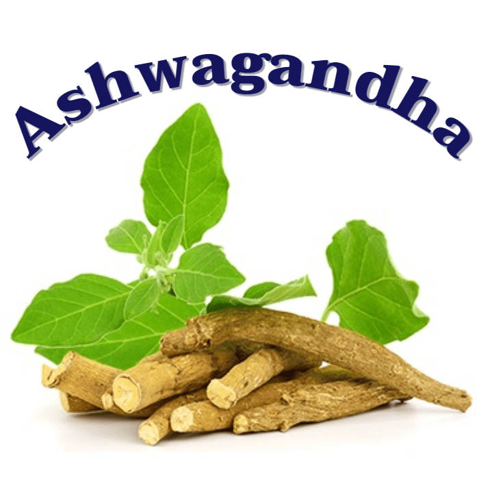 인도의 인삼 아슈와간다 1 Ashwagandha
