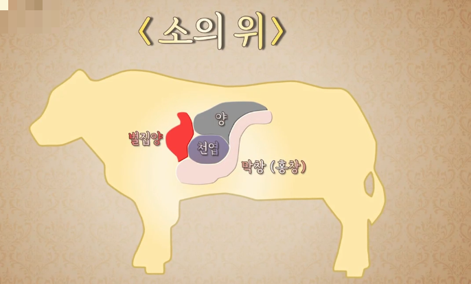 소의 4개 위: 양, 벌집양, 천엽, 막창의 세부적인 특징과 역할