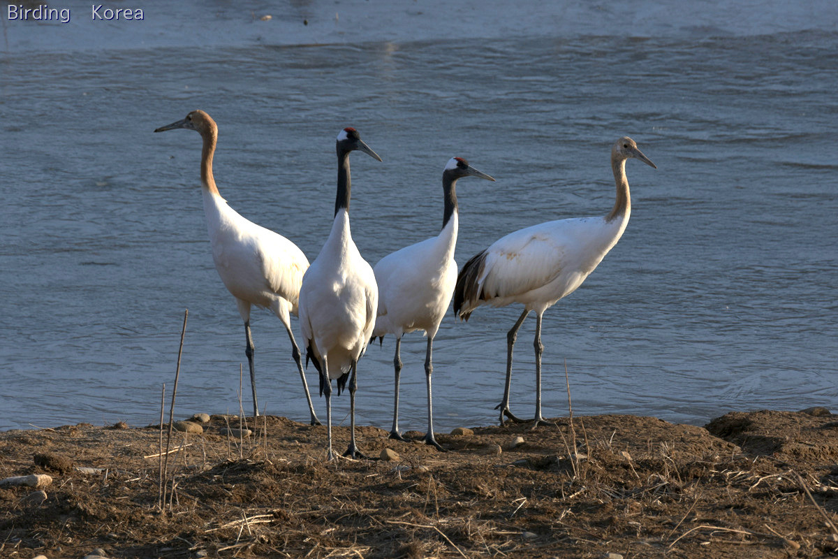 Enjoy Cranes, the most fantastic birding in East Asia