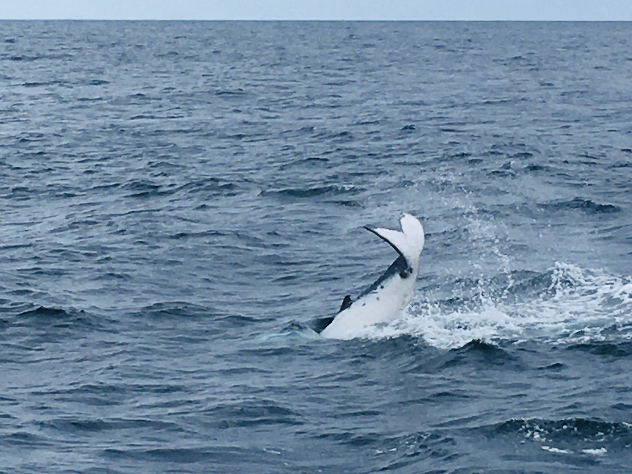 seasickness whale watching