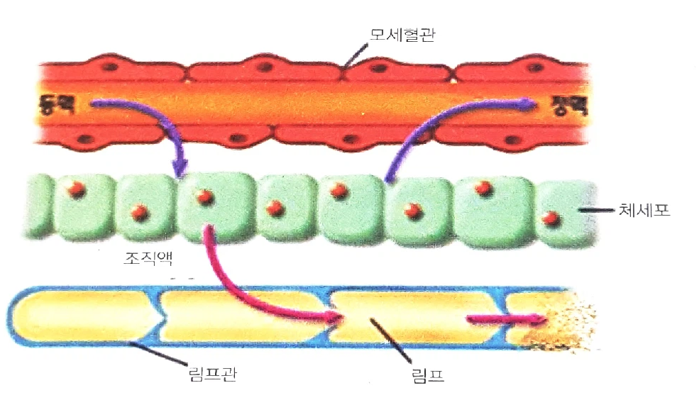 림프부종 알아보기