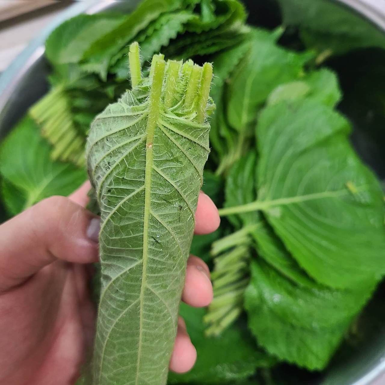 생깻잎 양념장 깻잎장아찌 만드는법 레시피 효능 칼로리