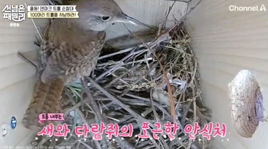한국 포천 트롤 있는 곳 위치 보기! 선넘은패밀리 덴마크 트롤 순찰대, 한국 트롤 해피 킴 8 ywAAAAAAQABAAACAUwAOw==