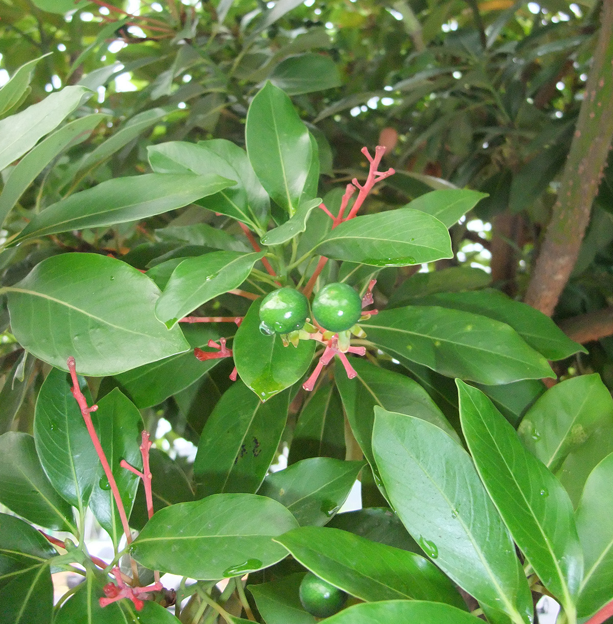 후박나무 (common machilus)