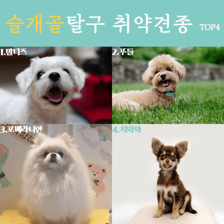 강아지 관절 건강 : 슬개골 탈구에서 자유로워지려면? 2 ywAAAAAAQABAAACAUwAOw==