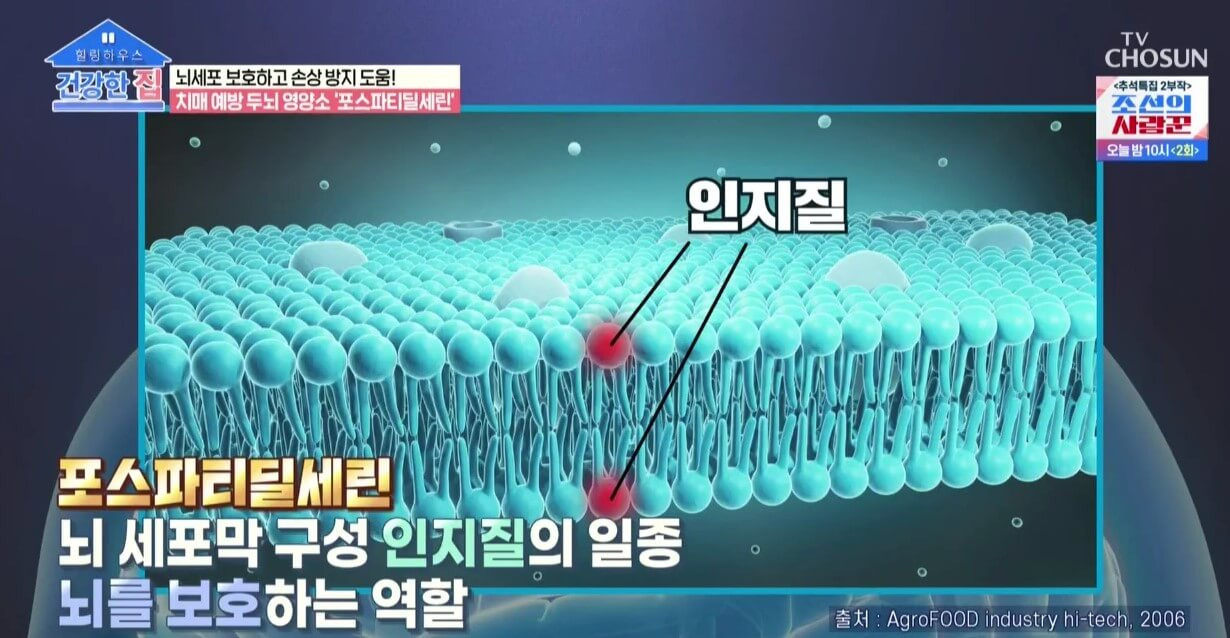 포스파티딜세린 효능, 뇌 건강 지킴이