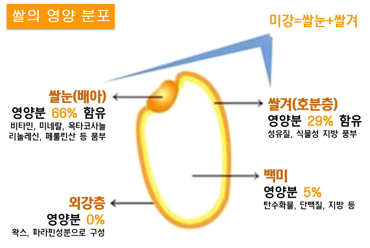 쌀의 구조 및 영양성분