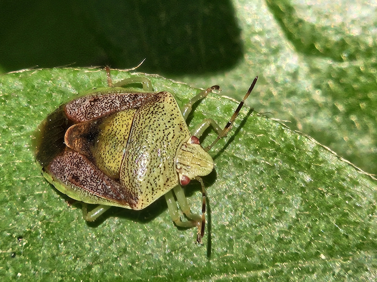 갈색날개노린재 (Brown-winged green bug)