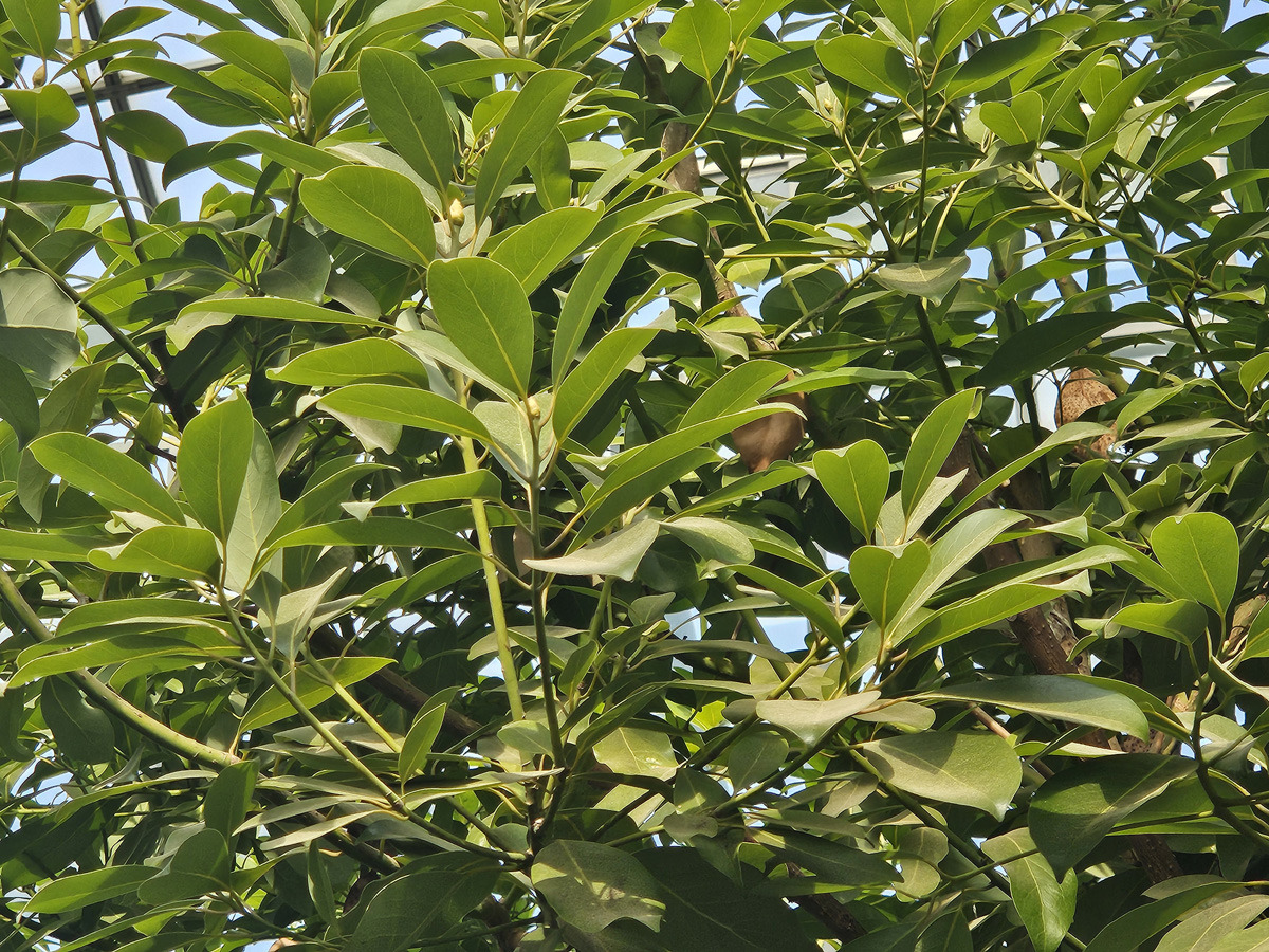 후박나무 (common machilus)