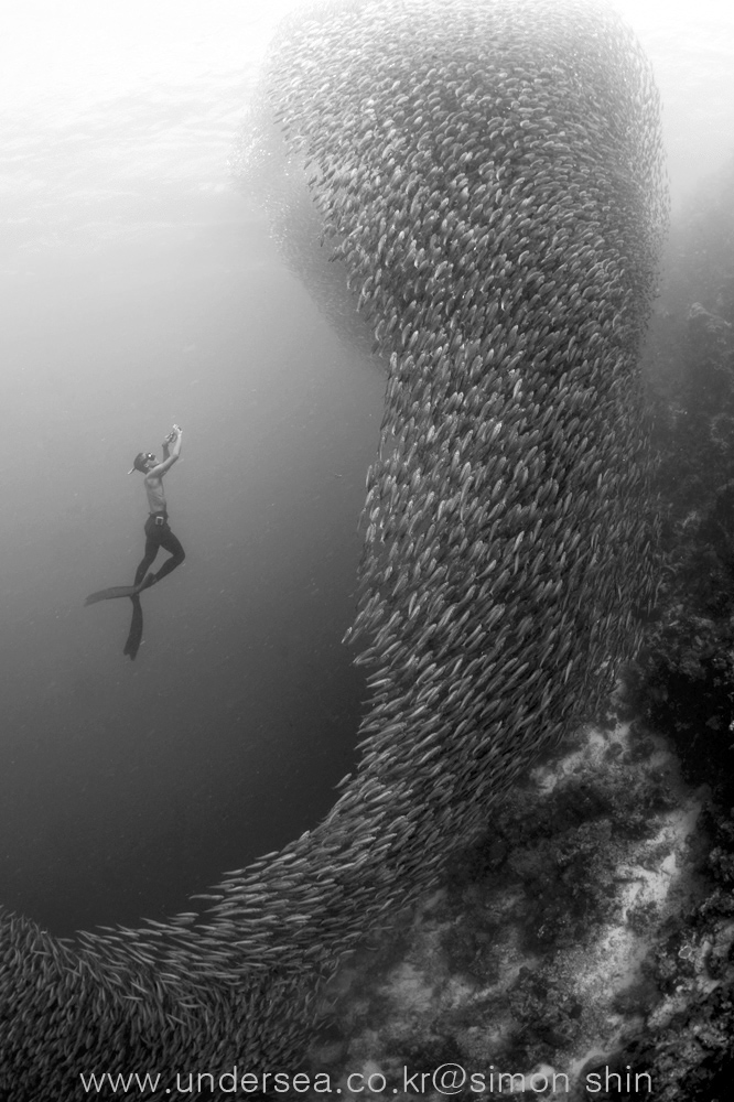 Free diver & Sardines, Moal Boal, Philippines