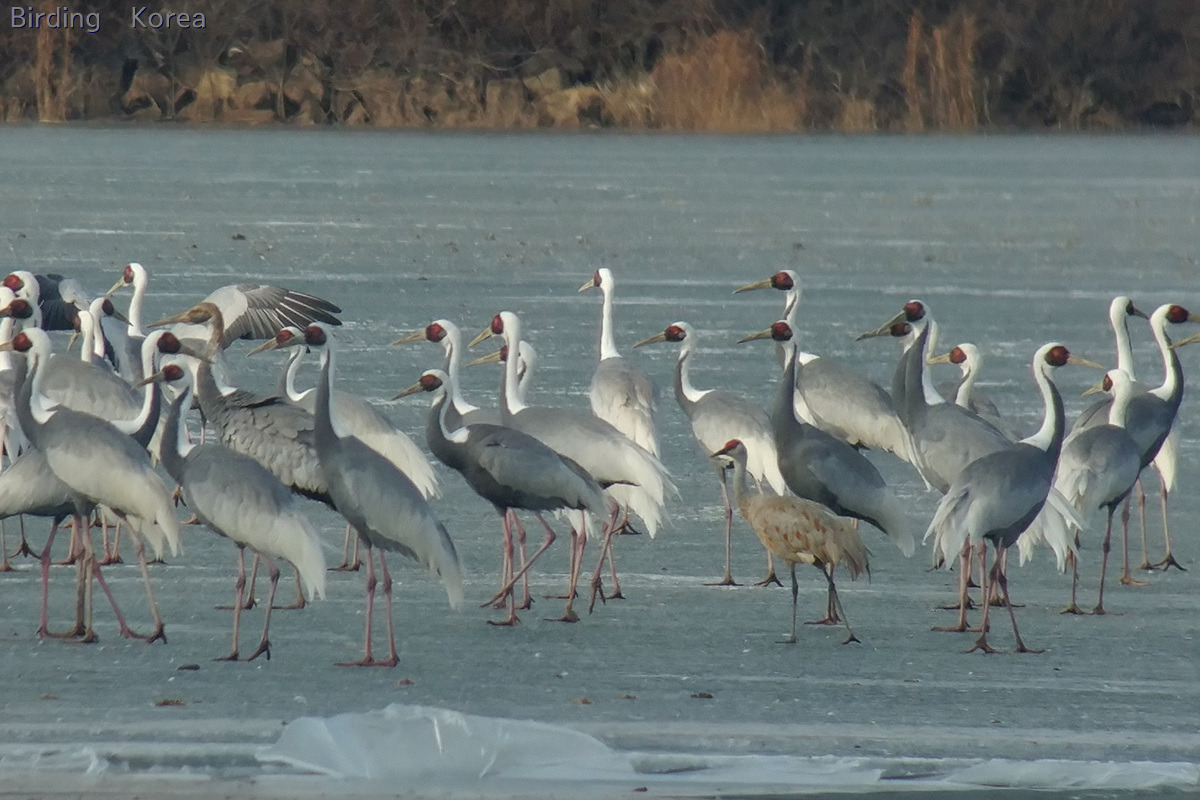 7 kinds of Cranes in South Korea