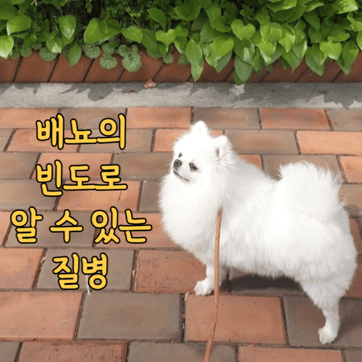 강아지의 배뇨 빈도로 알 수 있는 질병 1 배뇨의 빈도로 알 수 있는 질병