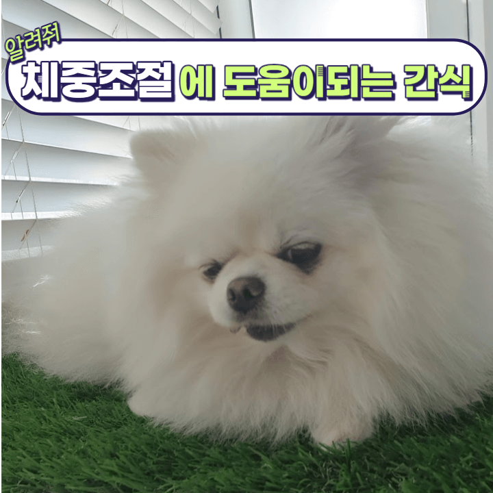 우리 강아지가 비만이라고? : 체중 관리가 필요해! 3 ywAAAAAAQABAAACAUwAOw==