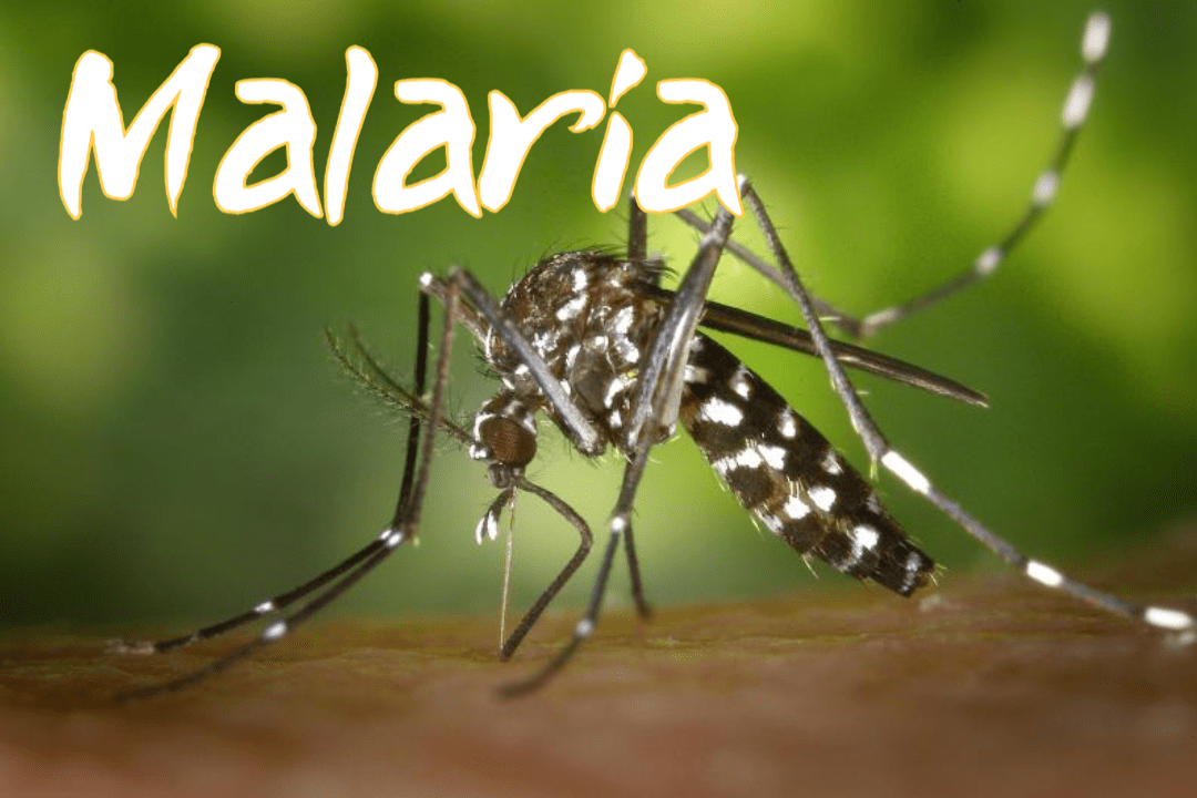 말라리아의 이해: 원인, 증상, 그리고 예방 1 Malaria
