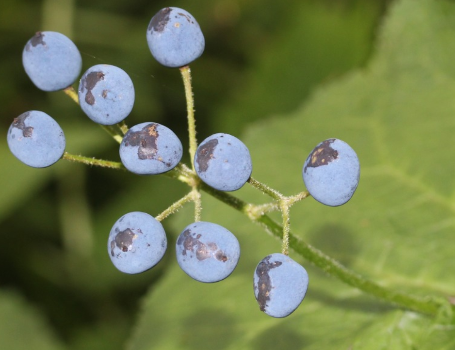 산하엽(Diphylleia grayi)