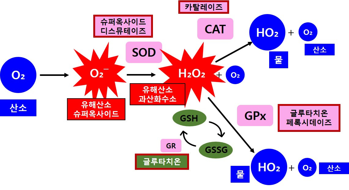 효소 최종 가이드 : 내 몸에 꼭 필요한 효소는 무엇이며 왜 중요한가?