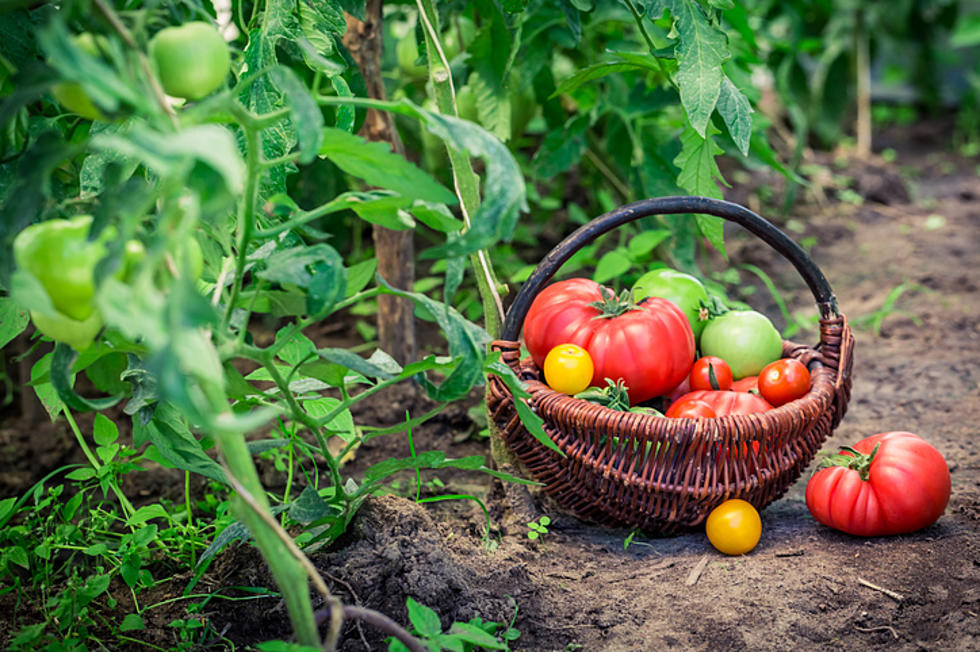 From Garden To Plate: Fresh, Non-toxic Eating For Optimal Health