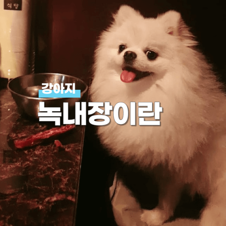 강아지의 녹내장: 원인과 증상 및 치료 1 강아지 녹내장