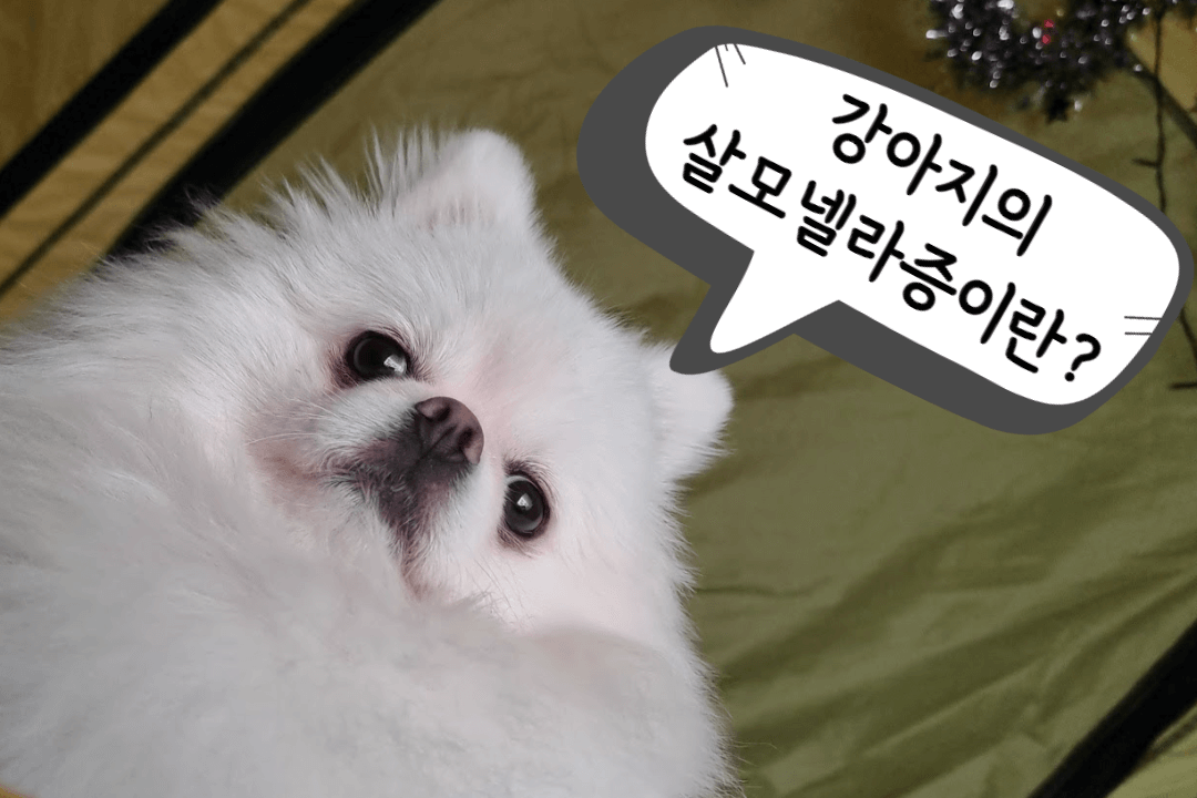 강아지의 살모넬라증 : 생고기와 날계란은 피해주세요! 1 강아지-살모넬라증