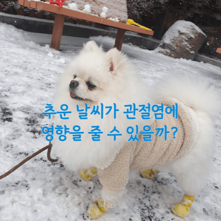 강아지 관절염: 추운 날씨가 관절에 주는 영향과 통증의 완화 방법 1 강아지-관절염과-추운날씨의-상관관계
