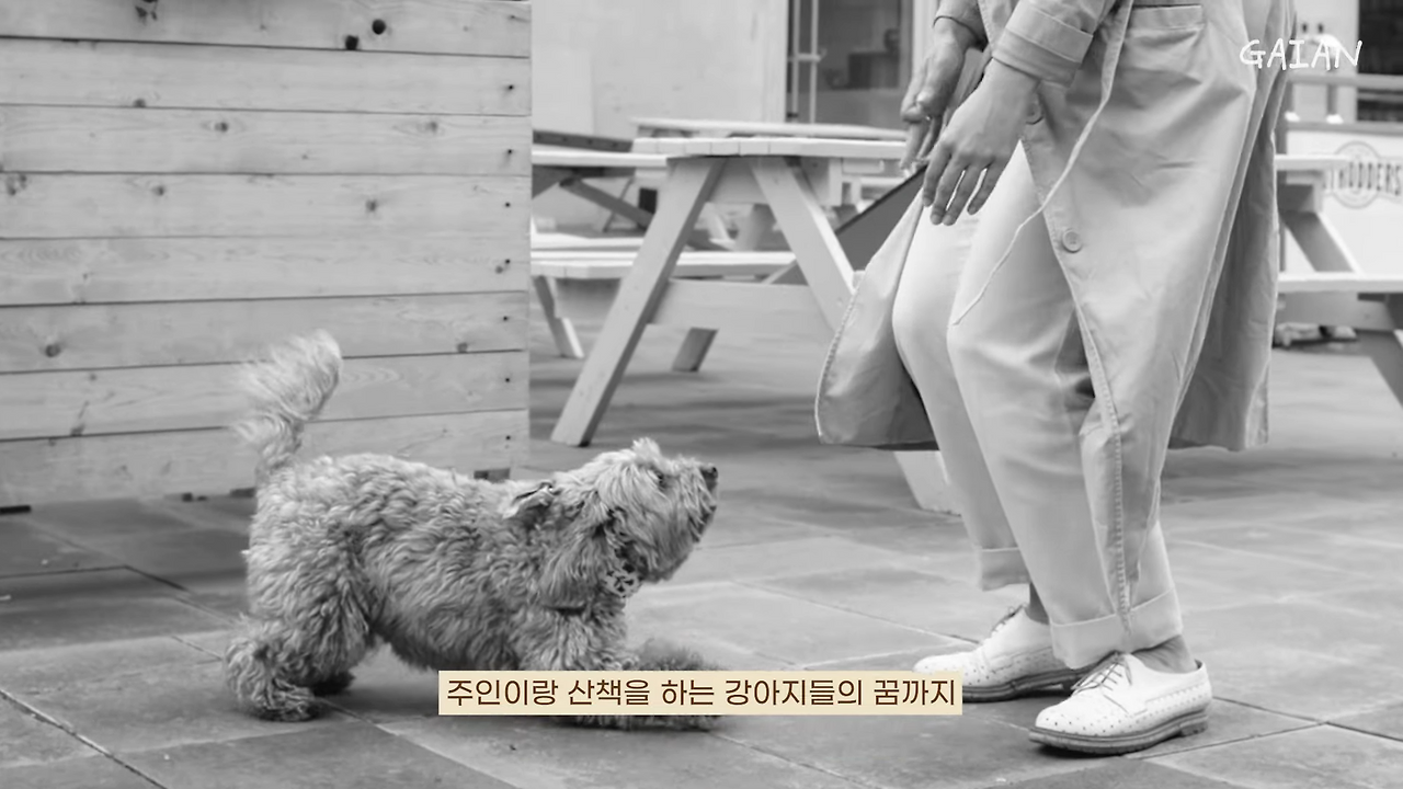 강아지가 주인과 노는 모습