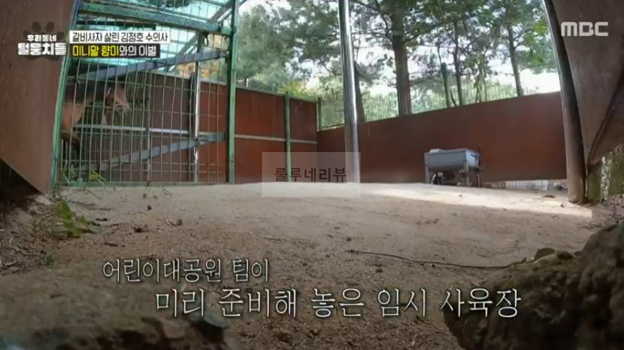 우리동네 털뭉치들 미니말 향미 간 동물원 어디? 갈비사자 살린 김정호 수의사 8 ywAAAAAAQABAAACAUwAOw==
