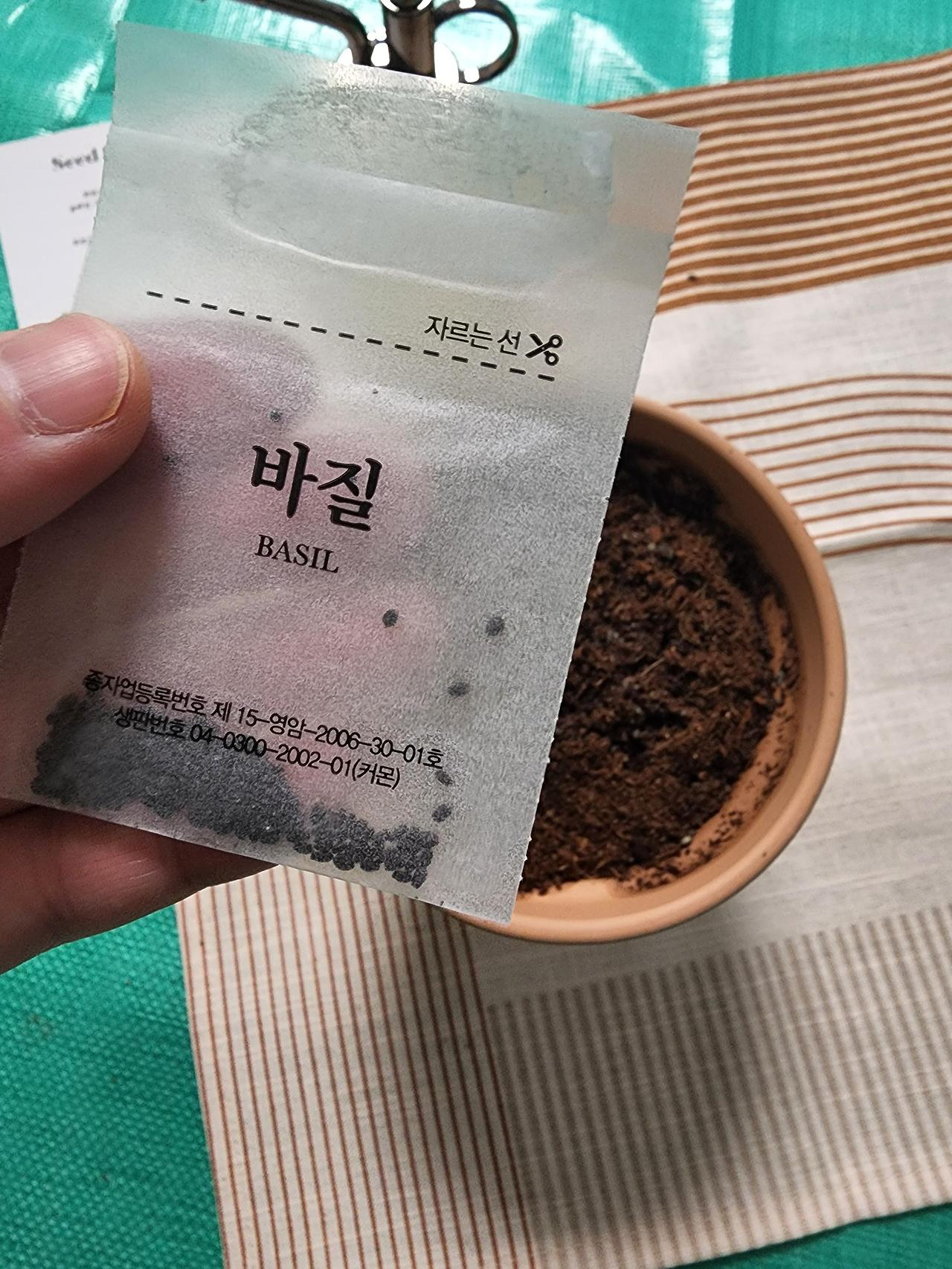 마이플랜트 바질 키우기 씨앗 재배 키트 직접 체험 10 ywAAAAAAQABAAACAUwAOw==