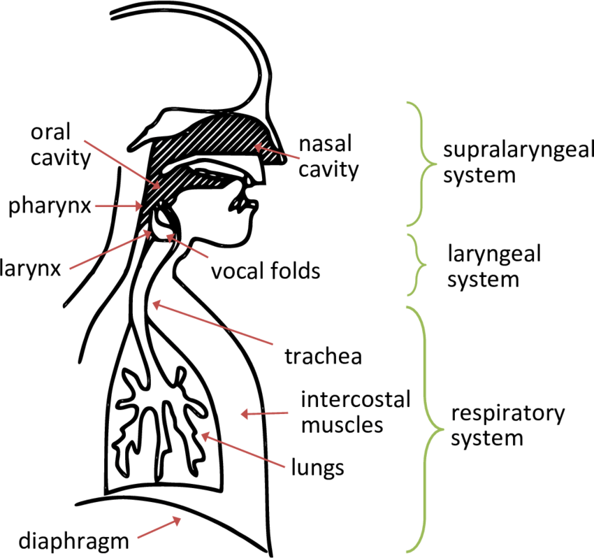 Anatomy of the Speech Mechanism Kaen's Ritus