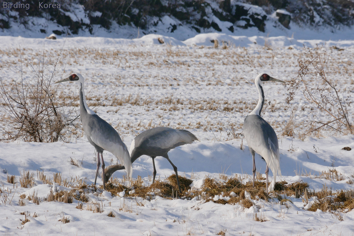 7 kinds of Cranes in South Korea