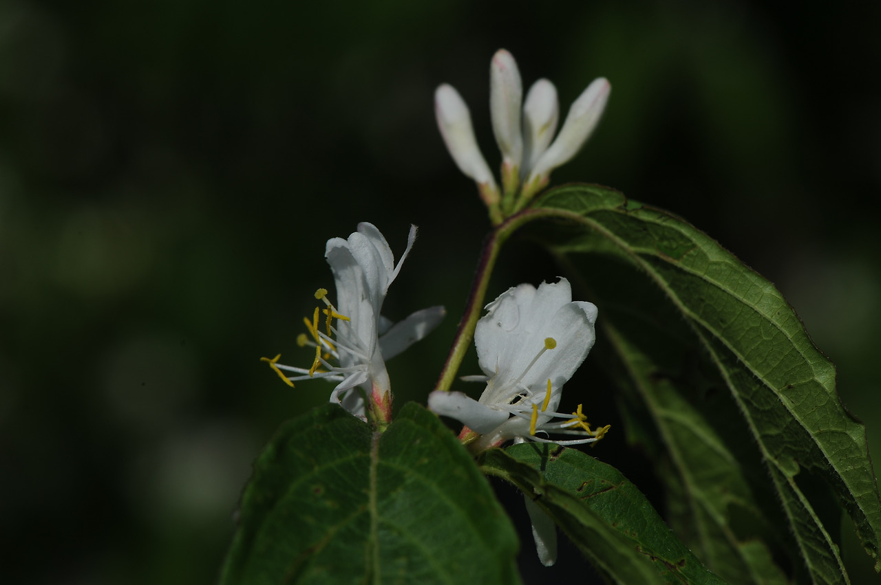  Amur Honeysuckle