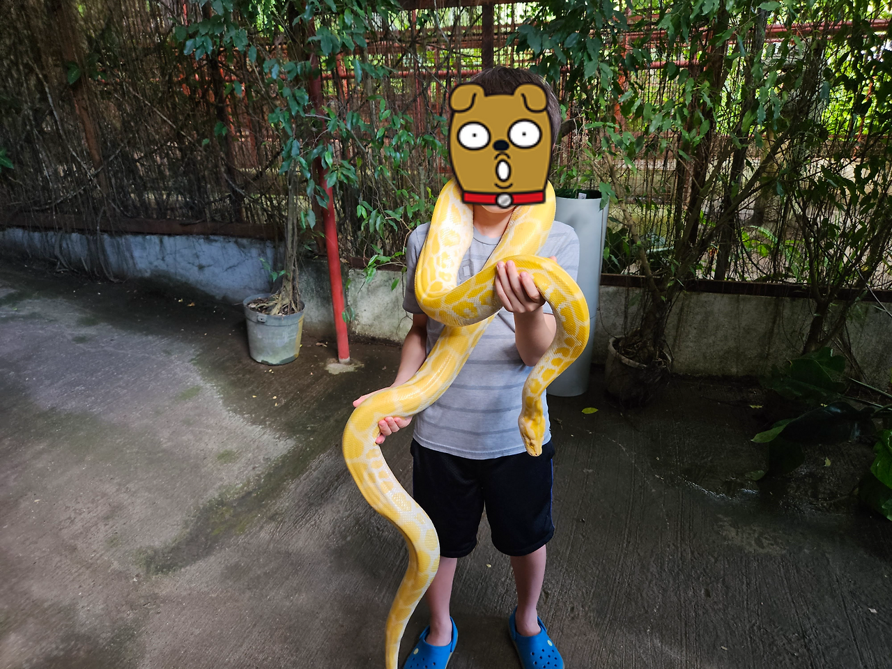 필리핀 보홀 육상투어 나비공원, 안경원숭이, 초코렛힐 직접 구한 현지가격 후기 12 ywAAAAAAQABAAACAUwAOw==