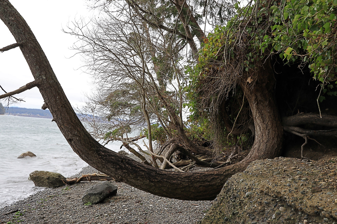 거꾸로 자라는 나무, Gazzam Lake Nature Preserve