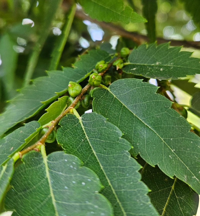느티나무 (Sawleaf zelkova)