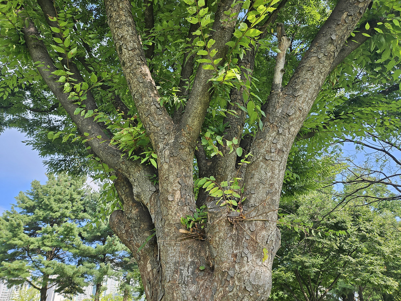 느티나무 (Sawleaf zelkova)