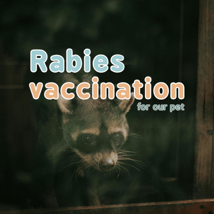 봄,가을 예방 접종 필수! : 광견병 1 rabies vaccination