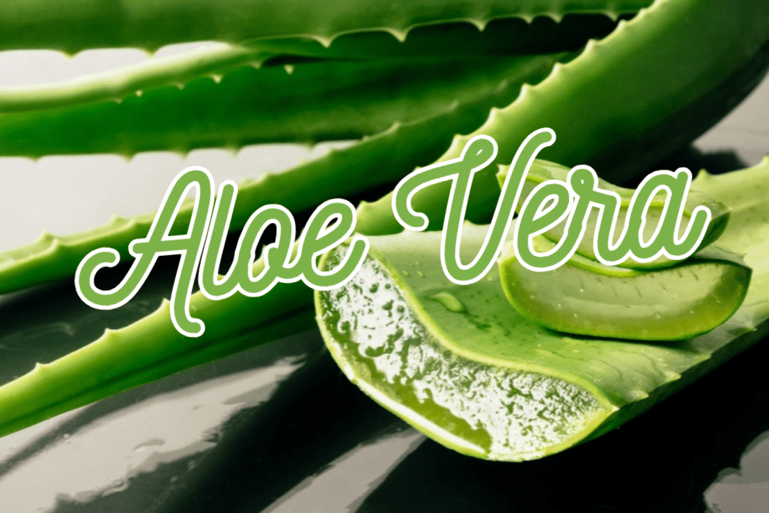 알로에 베라, 자연에서 찾은 생명력 1 Aloe vera