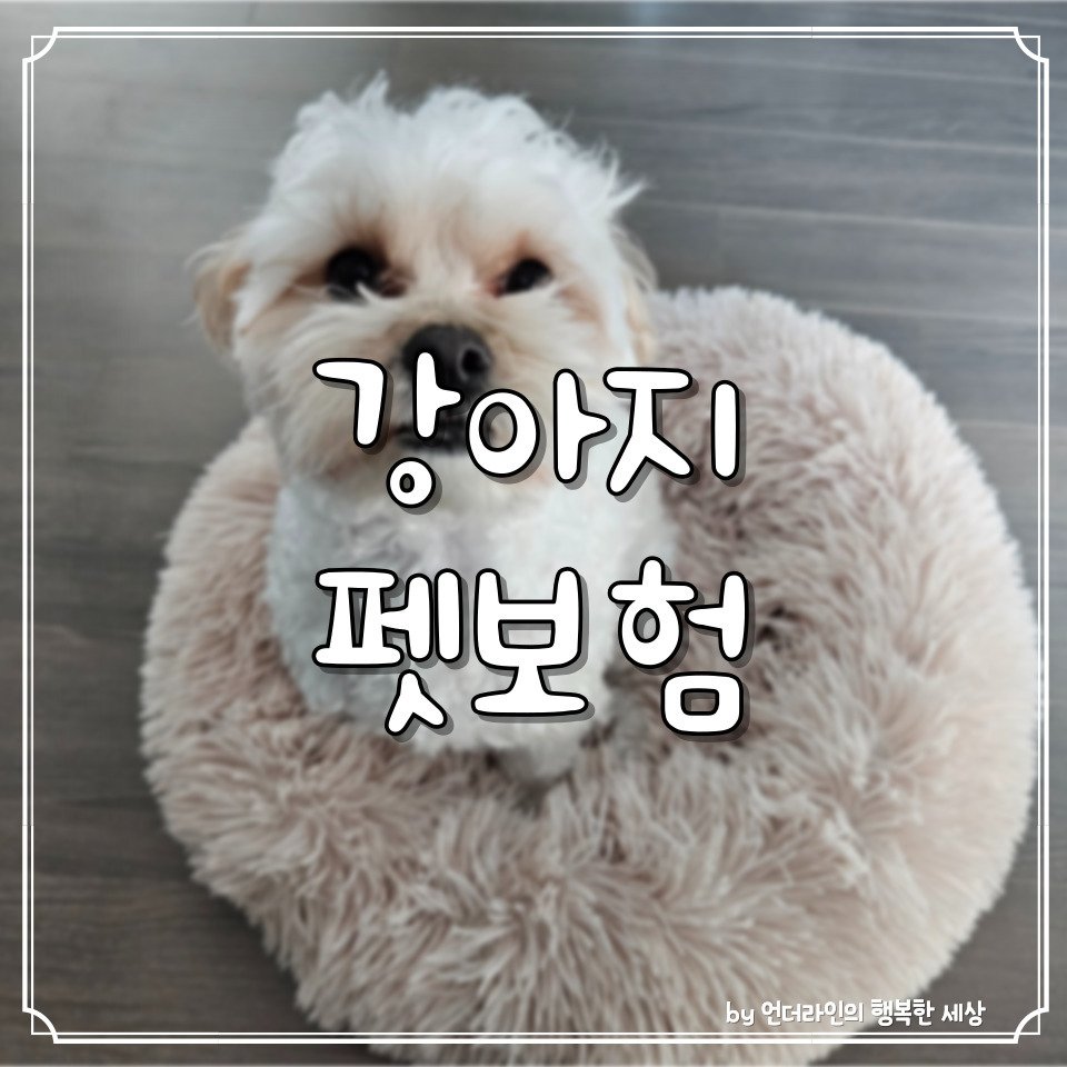 저렴한 강아지 펫보험 보험료 비교 가입 후기 (ft. 세계 펫보험 가입률) 1 ywAAAAAAQABAAACAUwAOw==