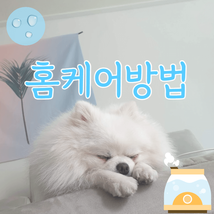 거위 소리가 나는 마른 기침: 켄넬 코프(Kennel cough) 2 홈케어방법